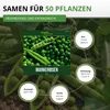 Markerbsen Bördi Samen - Pisum sativum - Erbsensamen - Produktbild-Vorschau 3