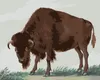 Zuty - Malen nach Zahlen - BISON (I. VAN HAASTERT), 40x50 Produktbild-Vorschau 1