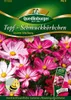 Topf-Schmuckkörbchen Cosmio | Cosmeasamen von Quedlinburger Produktbild-Vorschau 1