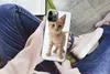 MuchoWow® Handyhülle Schutzhülle Hülle für iPhone 12 Pro Produktbild-Vorschau 3
