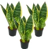 zestaw 3 Sanseveria laurentii trafasciata - zielono-zólta Podgląd zdjęcia produktu 1