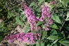 Buddleja davidii 'Pink Delight', Schmetterlingsflieder, Produktbild-Vorschau 8