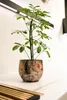 A potted plant sits on a countertop. Voir les images du produit