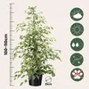 Geigenpflanze - Ficus Benjamina 'Twilight' - Höhe 100-110cm Produktbild-Vorschau 2