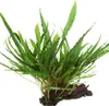 Aquarium Pflanze Microsorum pteropus Javafarn auf Wurzel Produktbild-Vorschau 1