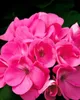 A close-up of a cluster of bright pink flowers. Voir les images du produit