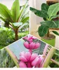 A collage of three different banana plants: one with red-tinged leaves, one in a green pot, and one with pink banana fruits. Produktbild-Vorschau