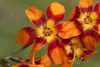 Crocosmia x crocosmiifl. 'Emily McKenzie', Montbretie, Produktbild-Vorschau 1