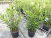 Oleander 90 cm  Busch Nerium Rosenlorbeer Dauerblüher Produktbild-Vorschau 1