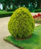 Thuja orientalis 'Aurea Nana', Lebensbaum, goldgelb, 30–40 Produktbild-Vorschau 14