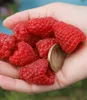BALDUR-Garten 2x Riesenhimbeere Primeberry® Autumn Happy®, Produktbild-Vorschau 2