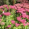 6 x Orpin haut  - Sedum « Herbstfreude »  | Pot 9 cm x 9 cm Voir les images du produit 1