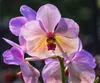 Orchidea Tekuté Hnojivo 3x1 L – 3-4-3 NPK – Pro Orchidey – Náhled obrázku produktu 6