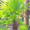 XXL Palme winterhart Lieferhöhe ca.: 140 - 160 cm Produktbild-Vorschau 7