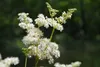 SAFLAX  - Regina dei prati - 500 semi - Filipendula Anteprima dell’immagine prodotto 6