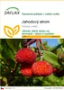 SAFLAX - jahodový strom - Arbutus unedo - 50 Semena Náhled obrázku produktu 1