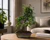 Zelkova parvifolia, bonsaj, výška cca 35 cm, 9 rokov – Náhľad obrázku produktu 1