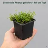 Stauden Gänge 10 x Isotoma fluviatilis - Blauer Produktbild-Vorschau 9