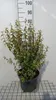 Philadelphus 'Lemoinei' - Duftjasmin, Pfeifenstrauch 60- 80 Produktbild-Vorschau 2