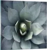 Bilder auf glas - Einteilig - Blau Blätter Agave - 30x30cm Produktbild-Vorschau 1