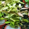 Roślina Invitro kubek mini - hygrophila polysperma sunset Podgląd zdjęcia produktu 5