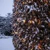 A close-up of a hedge covered in snow and decorated with warm white LED lights. Podgląd zdjęcia produktu