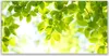 Acrylglasbilder 120x60 Wandbild Druck Blätter Natur Produktbild-Vorschau 1
