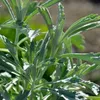 6 x stříbrný pelyněk  - Artemisia ludoviciana 'Silver Náhled obrázku produktu 2