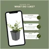 Plants by Frank | 24 Plantes de cotoneaster | Cotoneaster Voir les images du produit 5