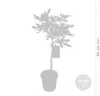 Bloomique - Ficus Carica Brown Turkey - Feigenbaum - Produktbild-Vorschau 3