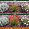 Stauden Gänge 1 x Kniphofia 'Redhot Popsicle' - Rote Produktbild-Vorschau 7