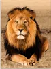A majestic lion with a full mane sits on dry grass, looking directly at the camera. Produktbild-Vorschau