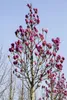 Magnolia 'Black Tulip', Magnolie, dunkelrot, 60–80 cm Produktbild-Vorschau 1