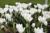 Krokus Jeanne d'Arc, witte bloembollen, 50 stuks. Productafbeelding-voorbeeld 9