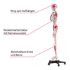 A full-body anatomical skeleton model on a white background, with labels pointing to different parts. Produktbild-Vorschau