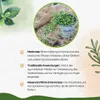 Enseleits Brahmi (Bacopa monnieri), Marktfrische Pflanze Produktbild-Vorschau 4