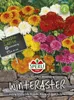 SPERLI Winterasternsamen Fiambre Chrysanthemum indicum 100 Produktbild-Vorschau 3