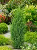Juniperus communis 'Arnold', Wacholder, 60–80 cm Produktbild-Vorschau 5