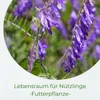 Samenshop24® Winterwicken, vicia villosa, Inhalt: 1kg für Produktbild-Vorschau 2