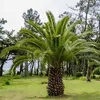 Semená Phoenix Canariensis - balenie 10 ks - Semená palmy - Náhľad obrázku produktu 13