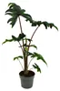 Alocasia tandurusa "Jacklyn" - Tropenwurz - Alokasie - Produktbild-Vorschau 2