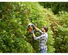 Black & Decker Elektro-Heckensch.,500W,55cm,22mm,Sägebl Voir les images du produit 1