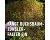 COMPO  Buchsbaumzünsler Lockstoff - 4er Pack Produktbild-Vorschau 5