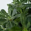 Pittospore du Japon - Pittosporum tobira nanum - Hauteur Voir les images du produit 3