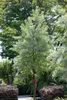 Elaeagnus angustifolia, schmalblättrige Ölweide, 80–100 cm Produktbild-Vorschau 3