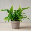 Schwertfarn 'Green Lady' - pflegeleichte Zimmerpflanze, Produktbild-Vorschau 5