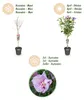 Hibiscus syriacus Lavendor Chiffon - Plante sur tige - Voir les images du produit 8