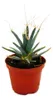 Prisma-Kaktus - Agaven-Kaktus - Leuchtenbergia principis - Produktbild-Vorschau 1