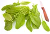 SAFLAX  -- Acetosa - 400 semi - Rumex Anteprima dell’immagine prodotto 9