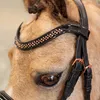Jezdecká uzdečka Imperial Riding IRHPetit Black-Rose, Náhled obrázku produktu 4